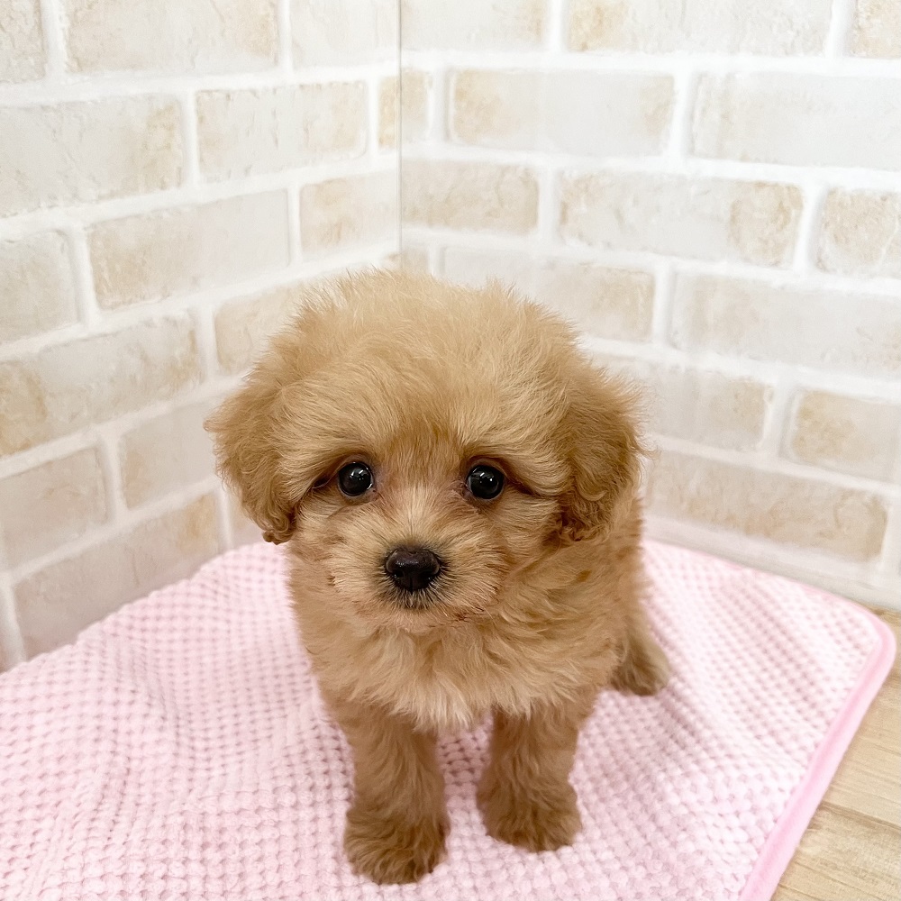 ポメちゃんページ ポメペキちゃんの整えカット🐶 全身の写真撮るの忘れたけど 前